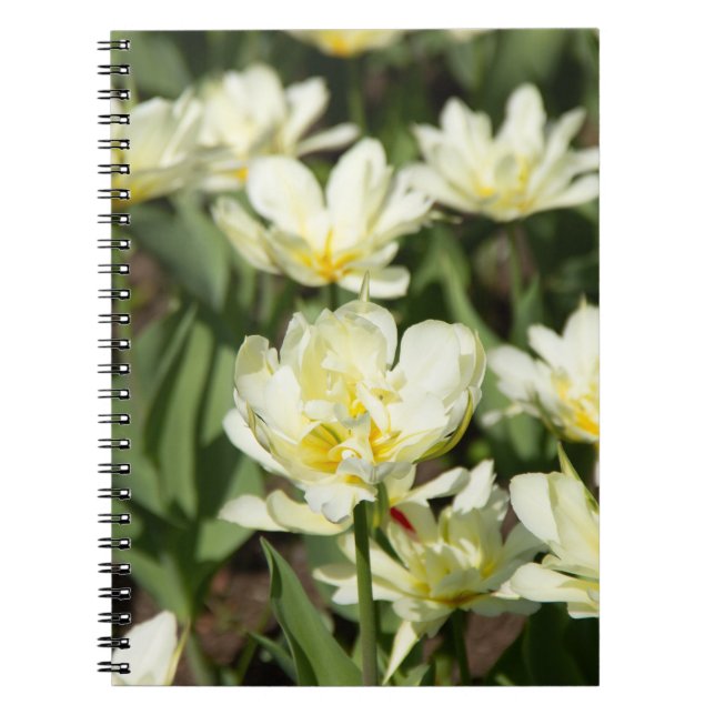 Weißes Tulpen-Foto Notizblock (Vorderseite)
