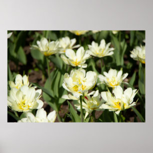 Weißes Tulpen-Foto Poster