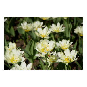 Weißes Tulpen-Foto Poster