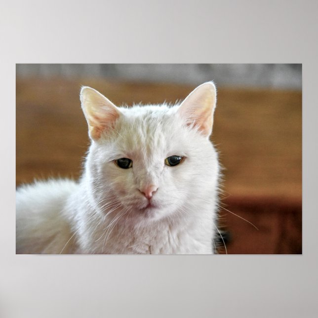 Weißes Türkisches Angora Katapult Poster (Vorne)