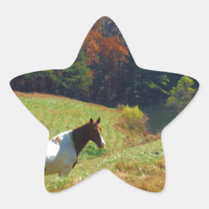 Weißes und braunes Pferd, Herbstteich Stern-Aufkleber