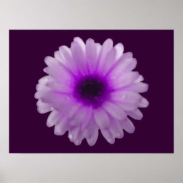 Weißes und Lila Marigold-Poster Poster (Vorne)