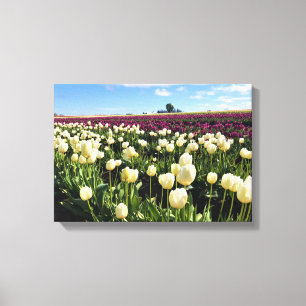 Weißes und Lila Tulip-Feld mit Heißluftballon Leinwanddruck