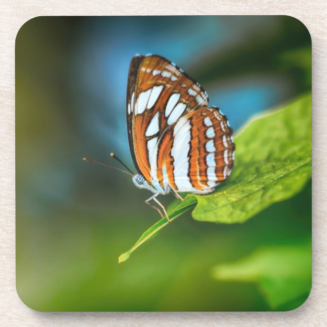 Weißes und orangefarbenes Schmetterling Getränkeuntersetzer (Vorderseite)