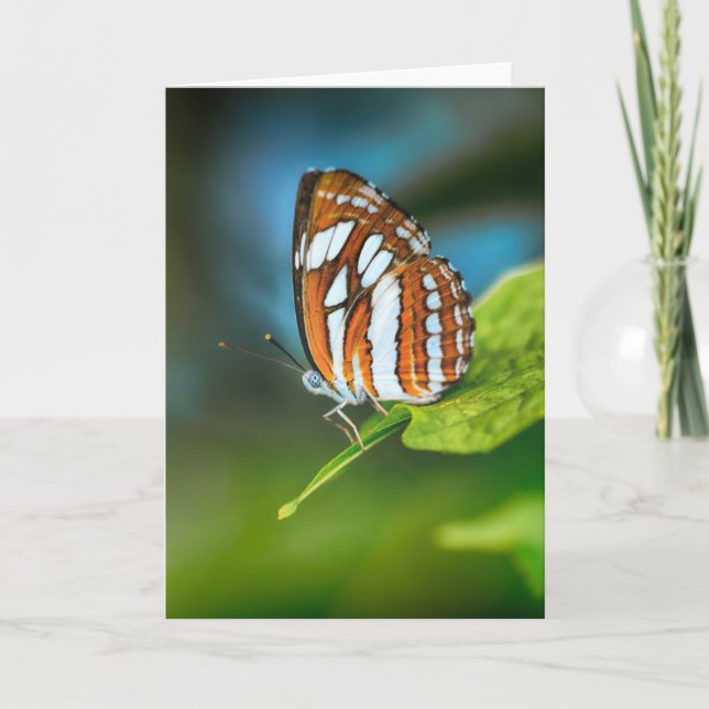 Weißes und orangefarbenes Schmetterling Karte (Vorderseite)