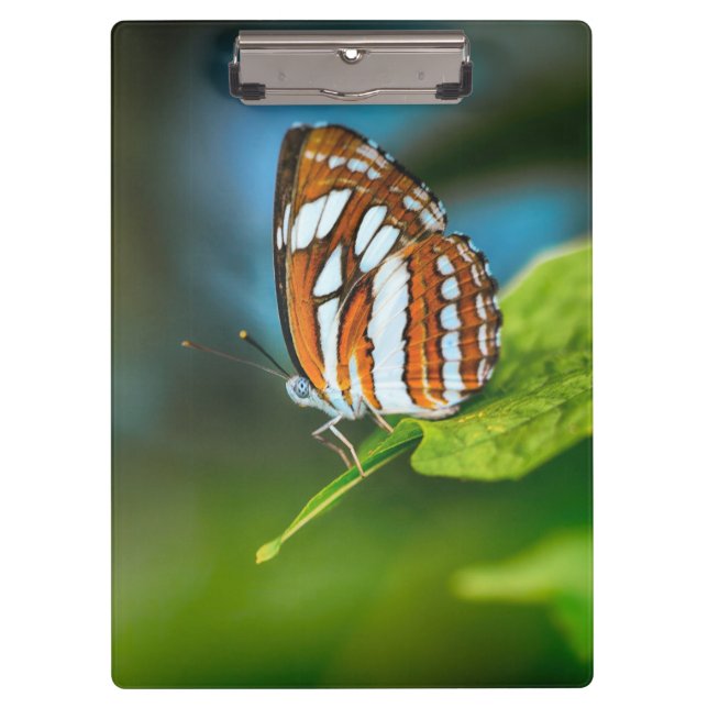 Weißes und orangefarbenes Schmetterling Klemmbrett (Vorderseite)