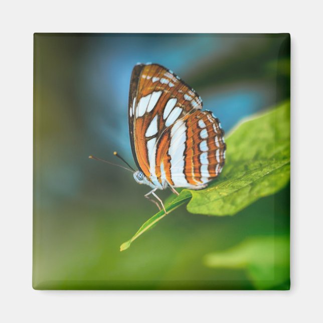 Weißes und orangefarbenes Schmetterling Magnet (Vorne)