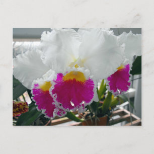Weißes und rosa gebärtetes Iris Postkarte