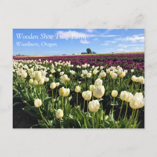 Weißes und violettes Tulpenfeld mit Heißluftballon Postkarte