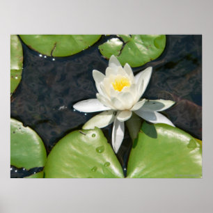 Weißes Wasser-Lippenpflaster Poster