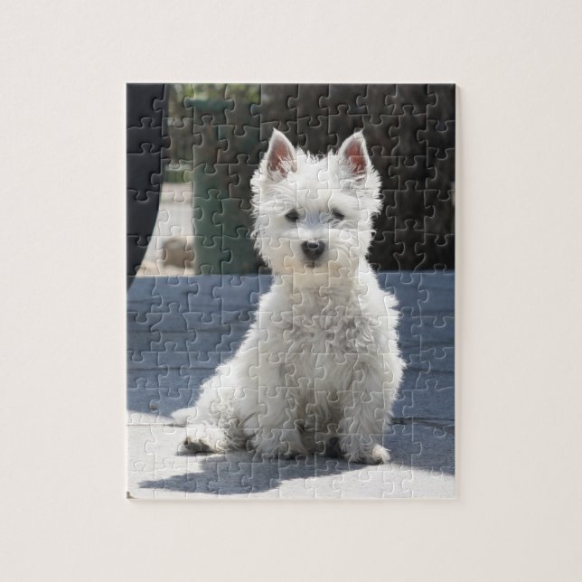 Weißes Westhochland Terrier, das auf Bürgersteig (Vertikal)