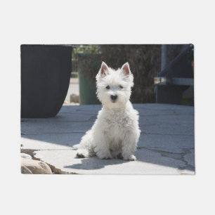 Weißes Westhochland Terrier, das auf Bürgersteig Fußmatte