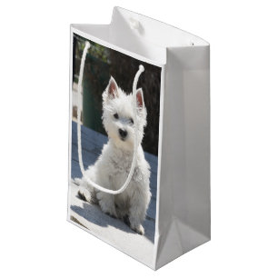 Weißes Westhochland Terrier, das auf Bürgersteig Kleine Geschenktüte