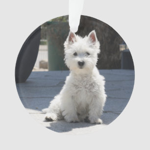 Weißes Westhochland Terrier, das auf Bürgersteig Ornament