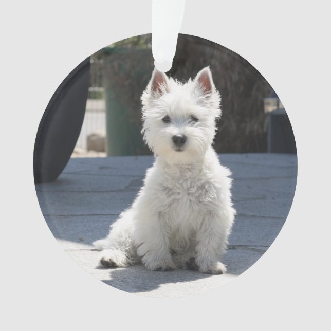 Weißes Westhochland Terrier, das auf Bürgersteig Ornament (Vorderseite)