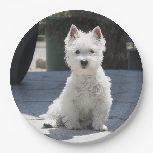 Weißes Westhochland Terrier, das auf Bürgersteig Pappteller (Vorderseite)