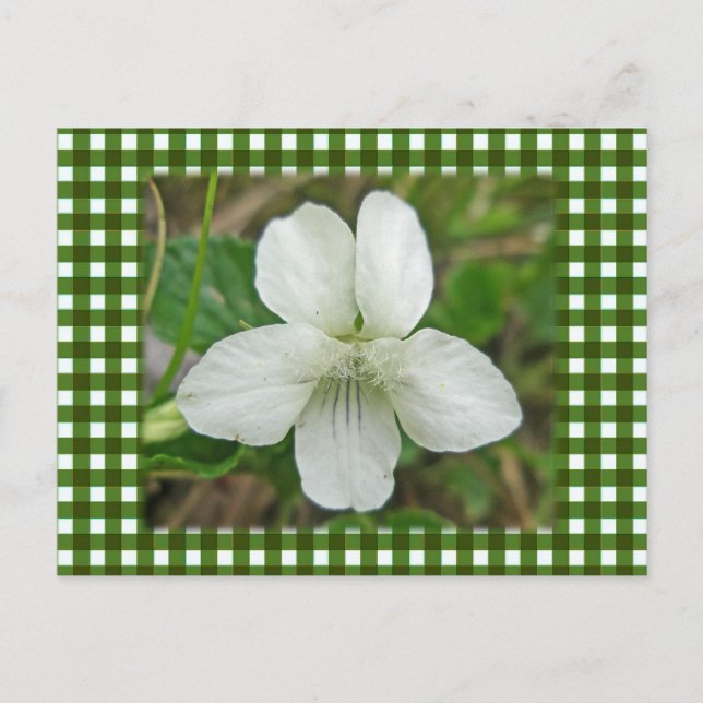 Weißes Wild-Violett-Koordinaten Postkarte (Vorderseite)