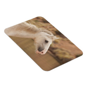 Weißes WildPferd Magnet