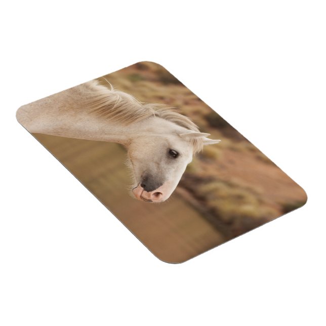 Weißes WildPferd Magnet (Rechte Seite)