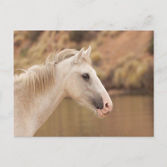 Weißes Wildpferd Postkarte (Vorderseite)
