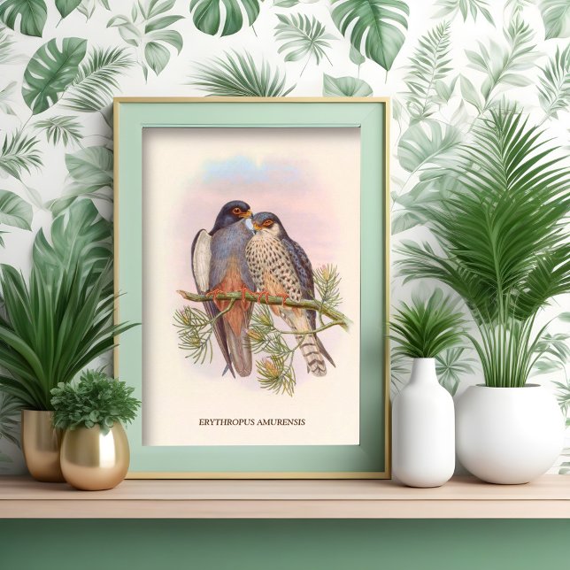 Weißflügelige Rotfußfalke Poster (Von Creator hochgeladen)