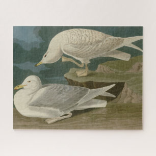 Weißflügelige Silbermöwe Audubon Birds of America