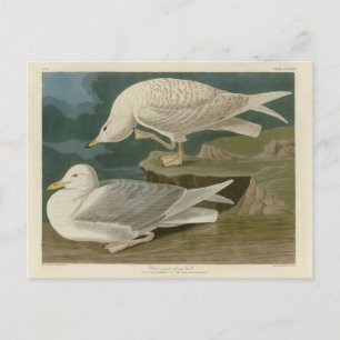 Weißflügelige Silbermöwe Audubon Birds of America Postkarte