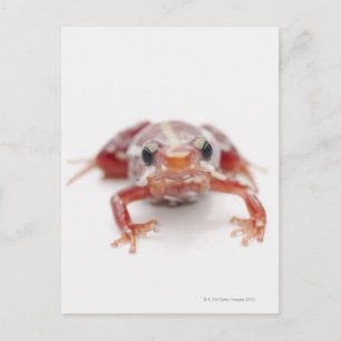 Weißgestreifter Giftdarmfrosch (Epipedobate) Postkarte