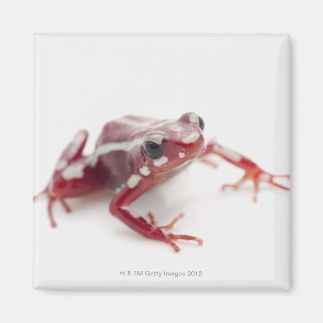 Weißgestreiftes Gift-Dart-Frosch 2 Magnet (Vorne)