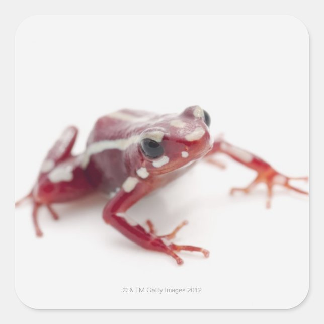 Weißgestreiftes Gift-Dart-Frosch 2 Quadratischer Aufkleber (Vorderseite)