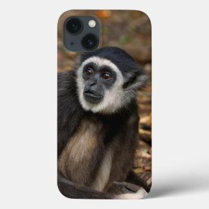 Weißhandgeschmack (Hylobates Lar), Monkeyland title_seo2