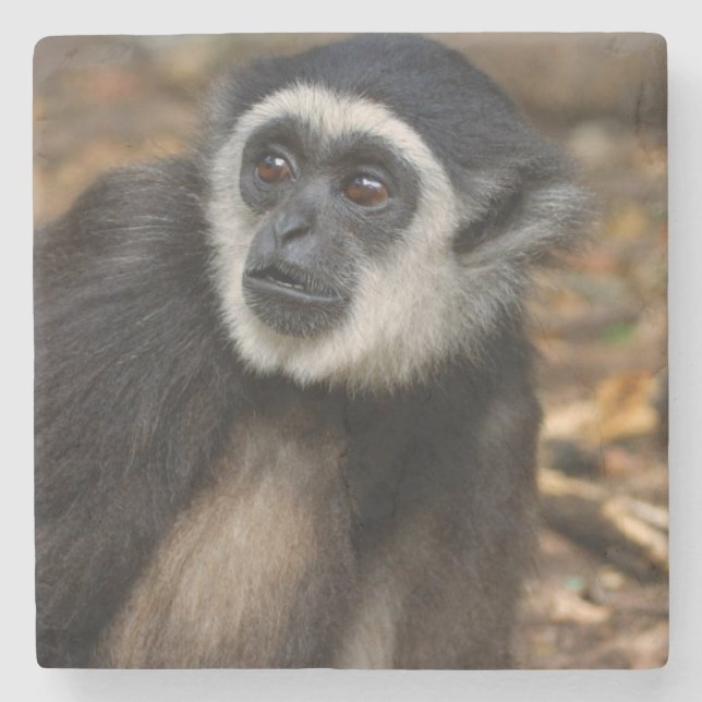 Weißhandgeschmack (Hylobates Lar), Monkeyland Steinuntersetzer (Vorderseite)