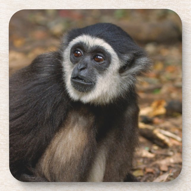 Weißhandgeschmack (Hylobates Lar), Monkeyland Untersetzer (Vorderseite)