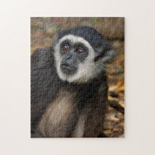 Weißhandgibbon (Hylobates Lar), Monkeyland