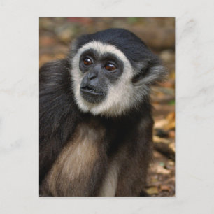 Weißhandgibbon (Hylobates Lar), Monkeyland Postkarte