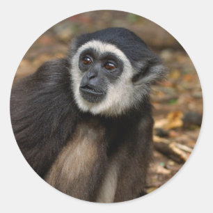 Weißhandgibbon (Hylobates Lar), Monkeyland Runder Aufkleber