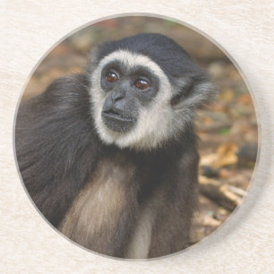 Weißhandgibbon (Hylobates Lar), Monkeyland Sandstein Untersetzer