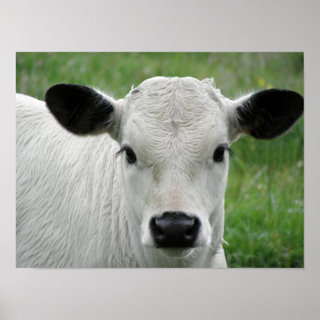 Weißkalb Poster (Vorne)