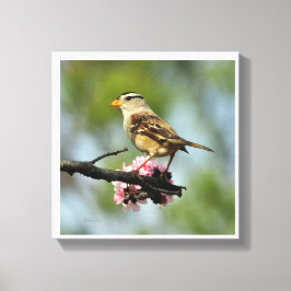 Weißkappenammer Leinwanddruck