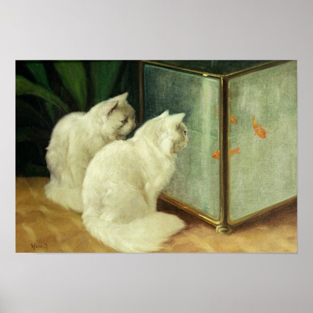 Weißkatzen sehen Goldfish zu Poster (Vorne)