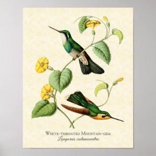 Weißkehl-Bergjuwel-Kolibri-Kunstprint Poster
