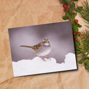 Weißkehlammer im Winter Postkarte