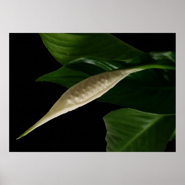 Weißknospe Poster (Vorne)