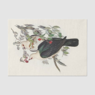 Weißkopffruchttaube, Decoupage Seidenpapier