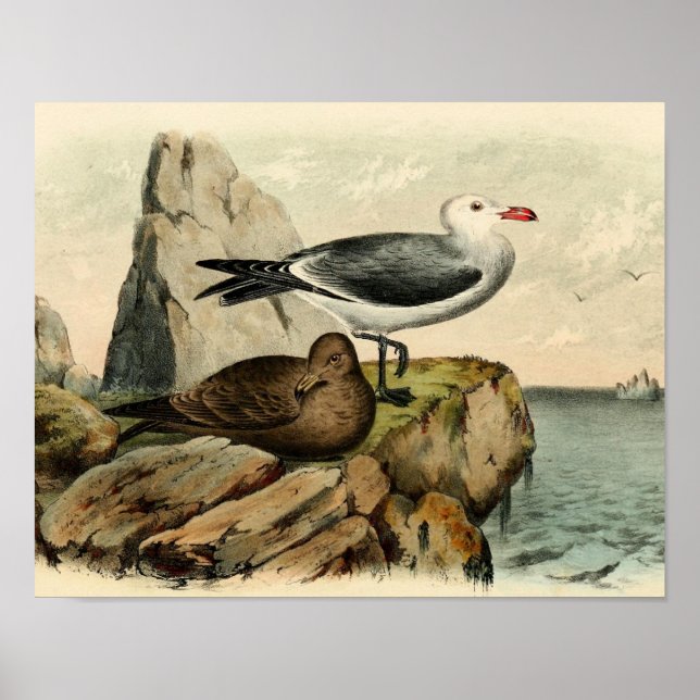 Weißkopfmöwe Poster (Vorne)