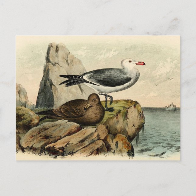Weißkopfmöwe Postkarte (Vorderseite)