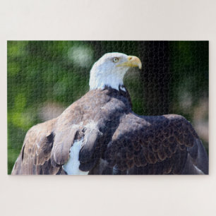 Weißkopfseeadler