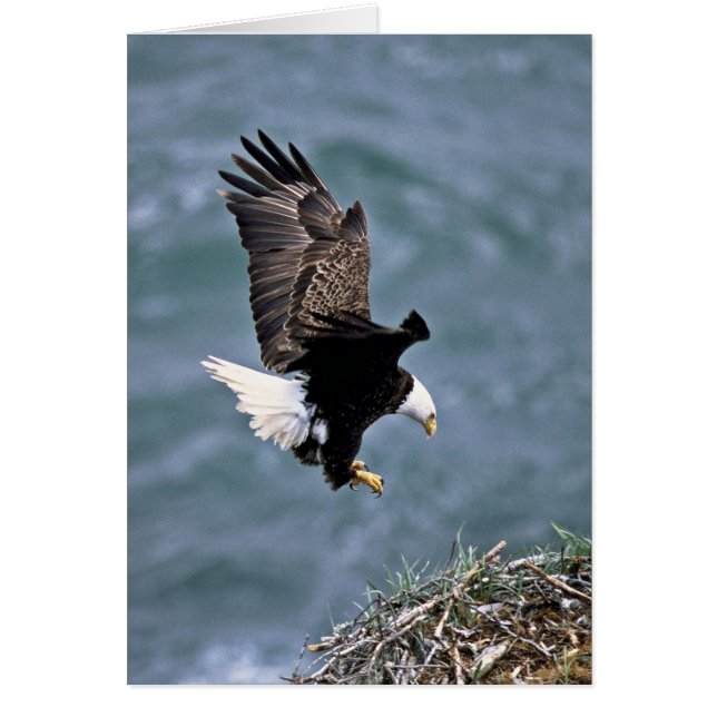 Weißkopfseeadler (Vorne)