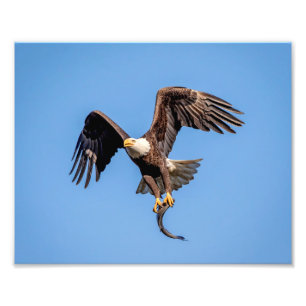 Weißkopfseeadler 10x8 mit einem Fisch Fotodruck