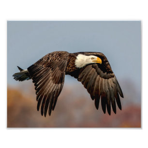 Weißkopfseeadler 10x 8 im Flug Fotodruck